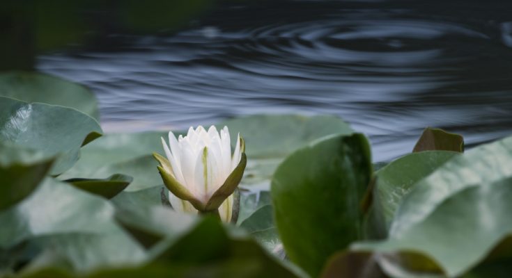 Biała lilia na oczku wodnym