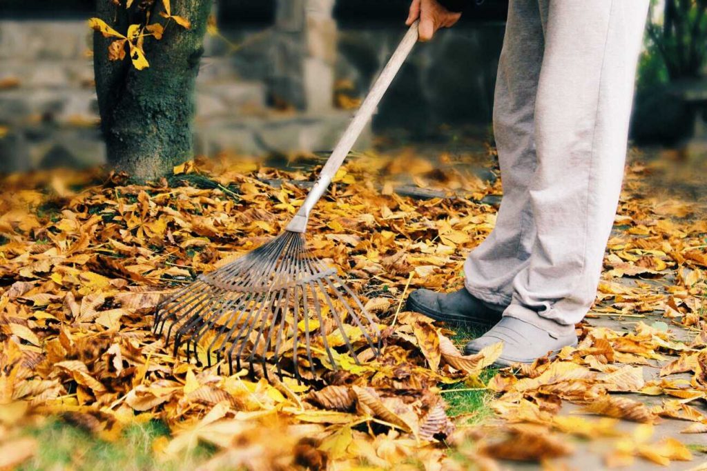 Uprzątanie jesiennych liści 