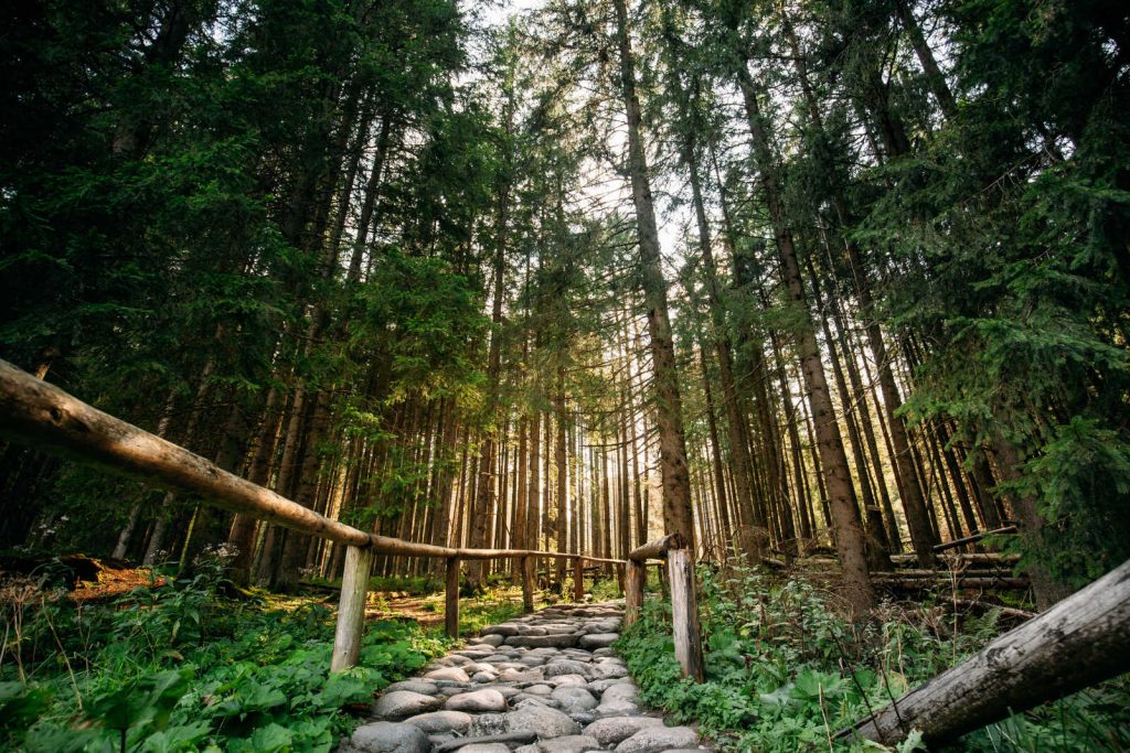 Ścieżka przez las iglasty