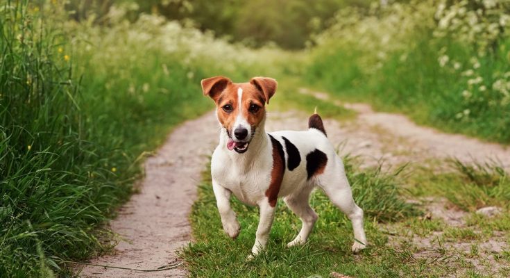 Jack Russell terrier na spacerze